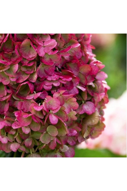 Суцвіття гортензії з плавним переходом від кремового до рожевого